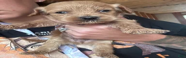 Cavapoo 3