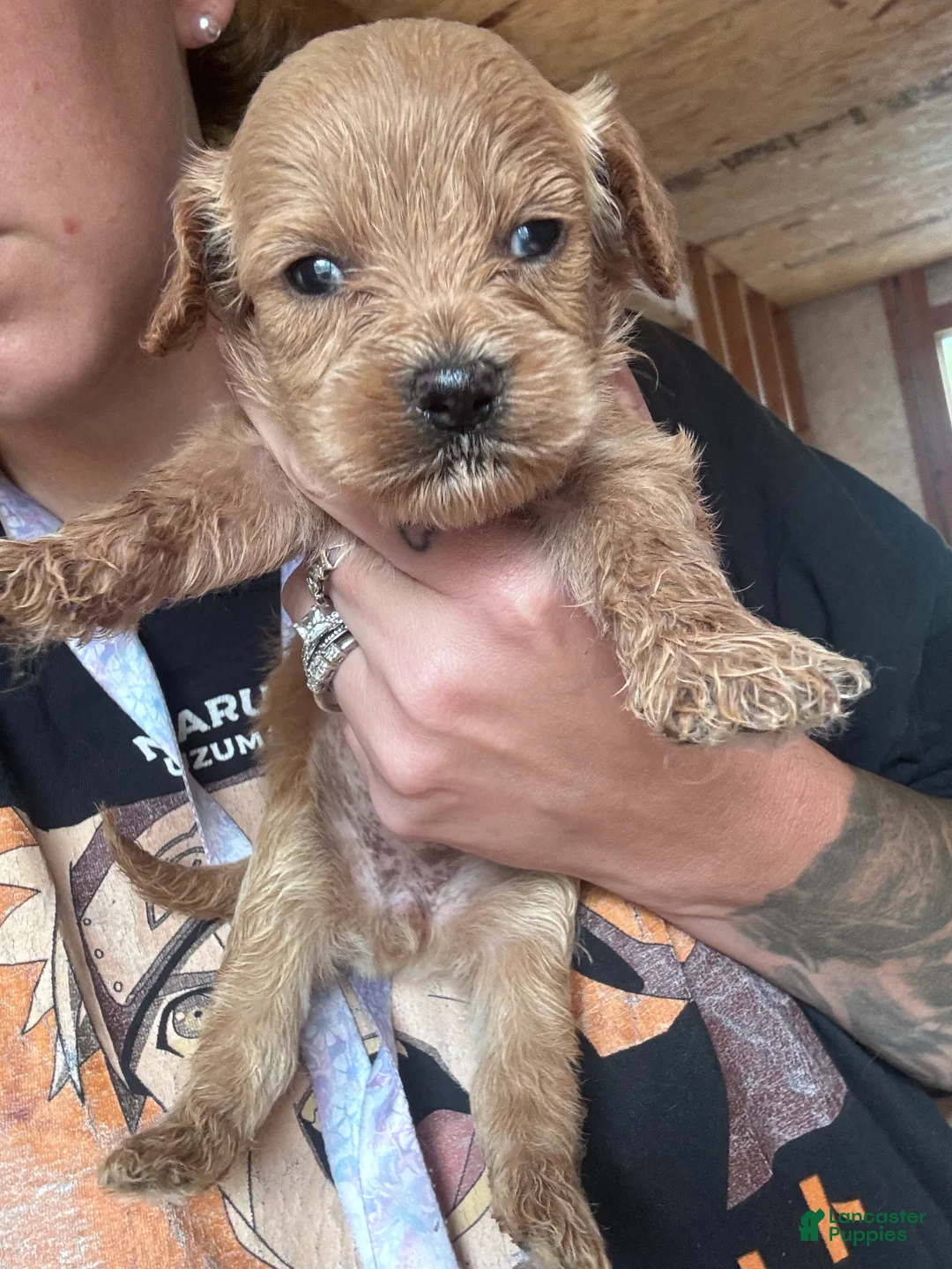 Cavapoo dogs for sale: Cavapoo 3 - Ad 1