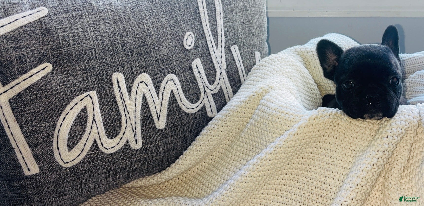 Mixed Breed dogs Dolly - Ad 34