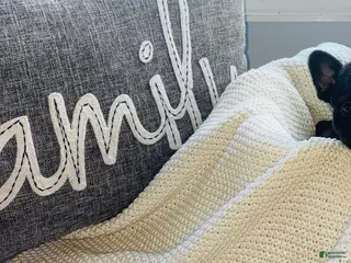 Mixed Breed dogs Dolly - Ad 34