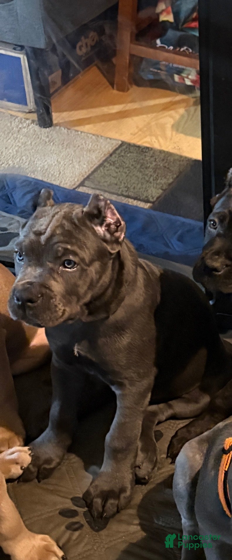 Cane Corso dogs Cream - Ad 19