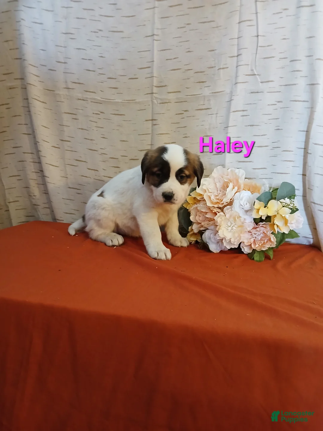 Saint Bernard dogs for sale: Haley - Ad 1