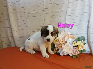 Saint Bernard dogs Haley - Ad 28