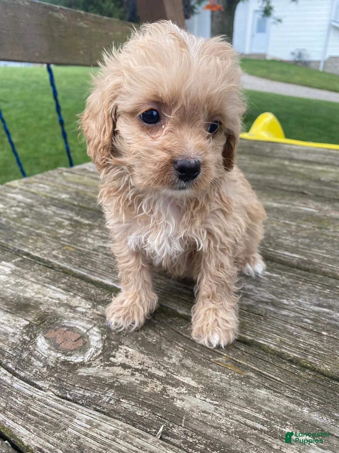 Cavapoo dogs for sale: Bruno - Ad 12