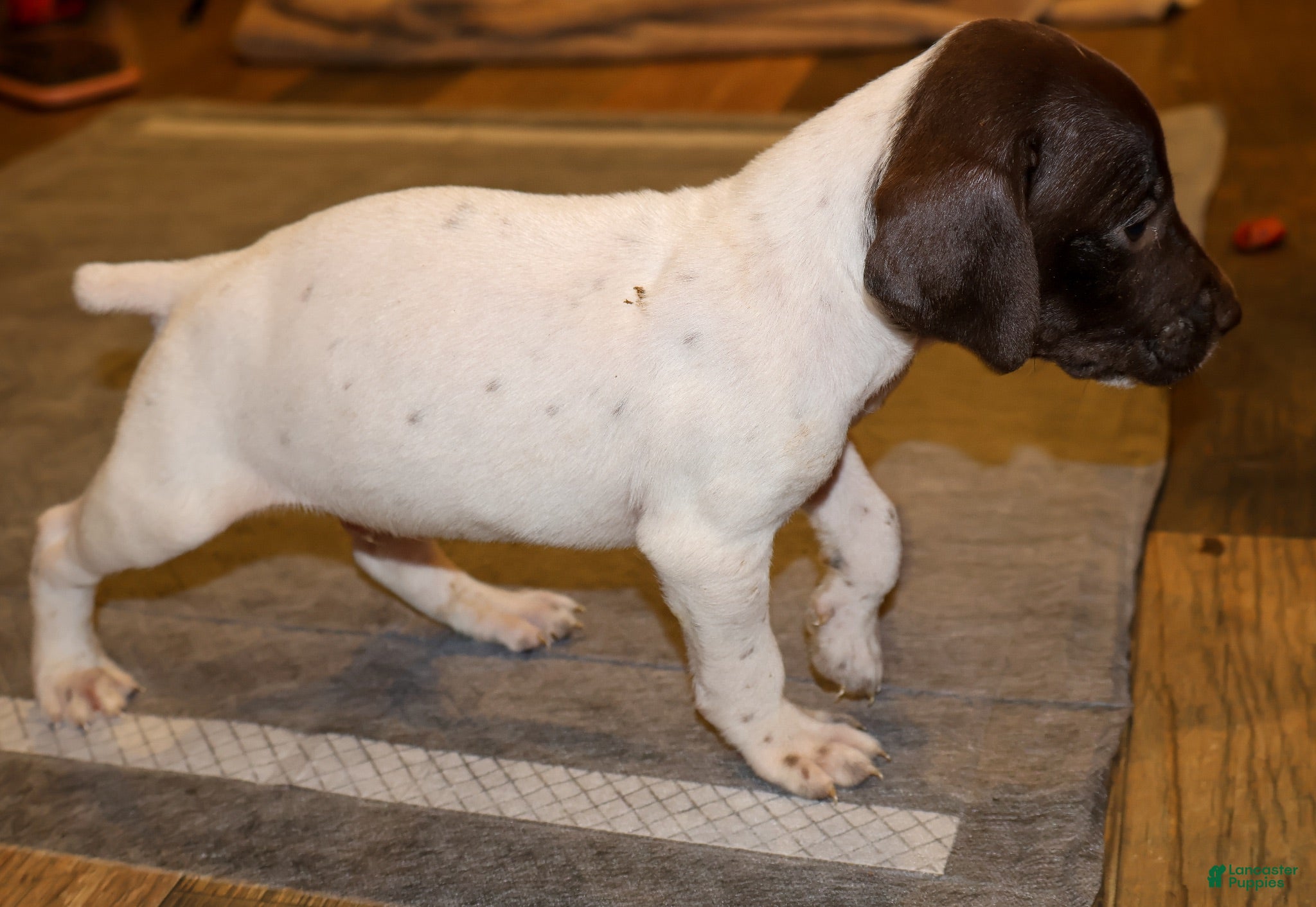 German Shorthaired Pointer dogs Rooster, liver/white - Ad 2