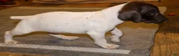 German Shorthaired Pointer dogs for sale: Rooster, liver/white - Ad 2