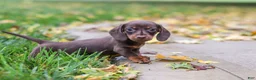 Miniature Dachshund dogs for sale: Lilly - Ad 10