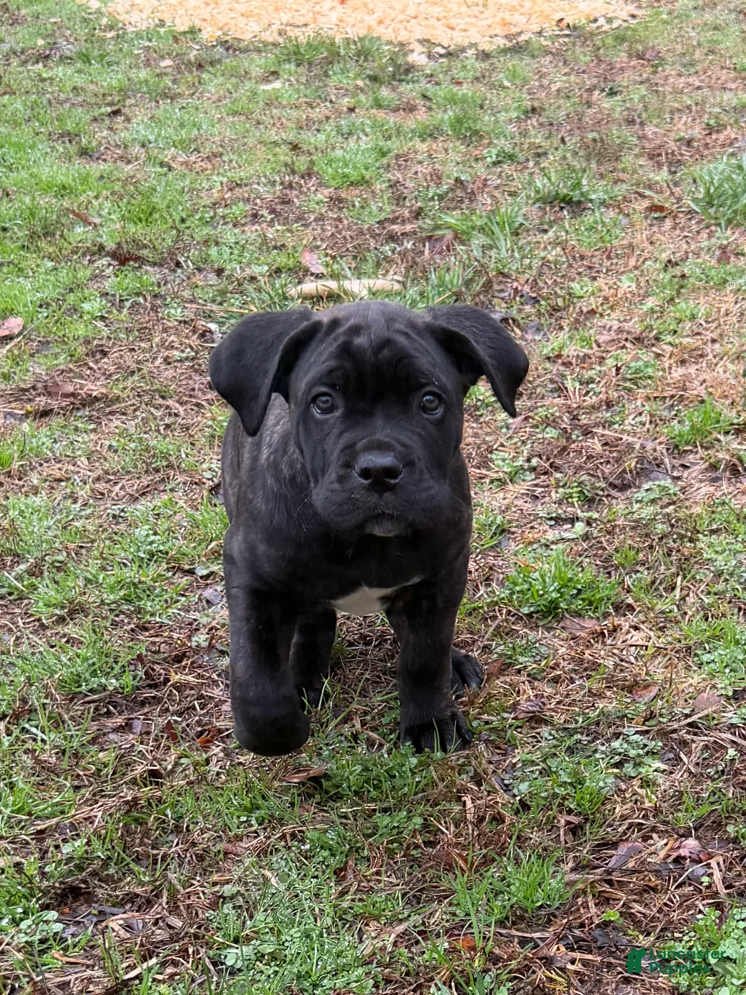 Cane Corso dogs for sale: Tootsie - Ad 2