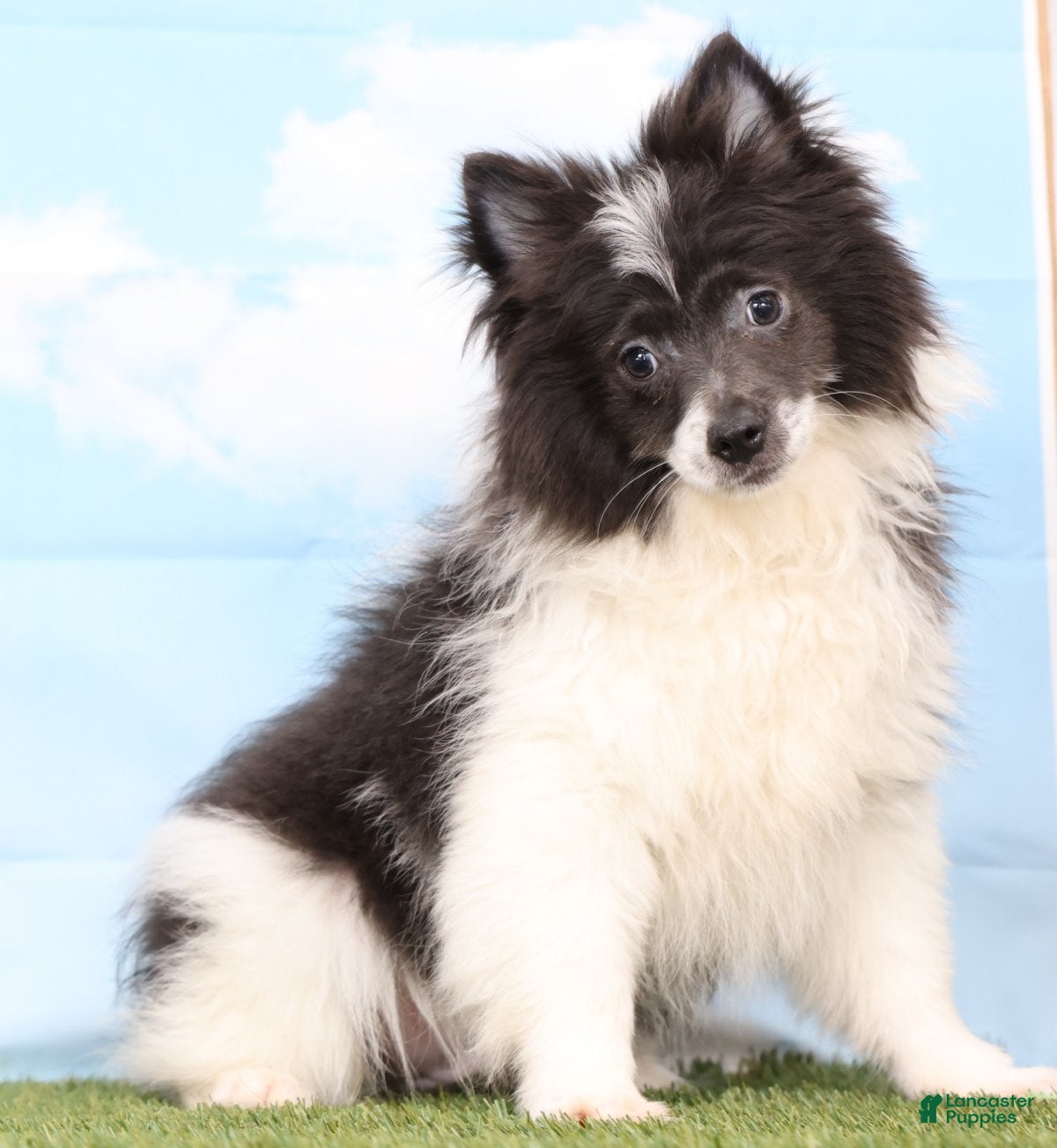 Pomeranian dogs Barney - Ad 1