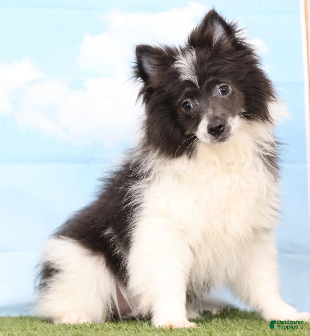 Pomeranian dogs for sale: Barney - Ad 1