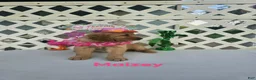 Golden Retriever dogs for sale: Maizey - Ad 7
