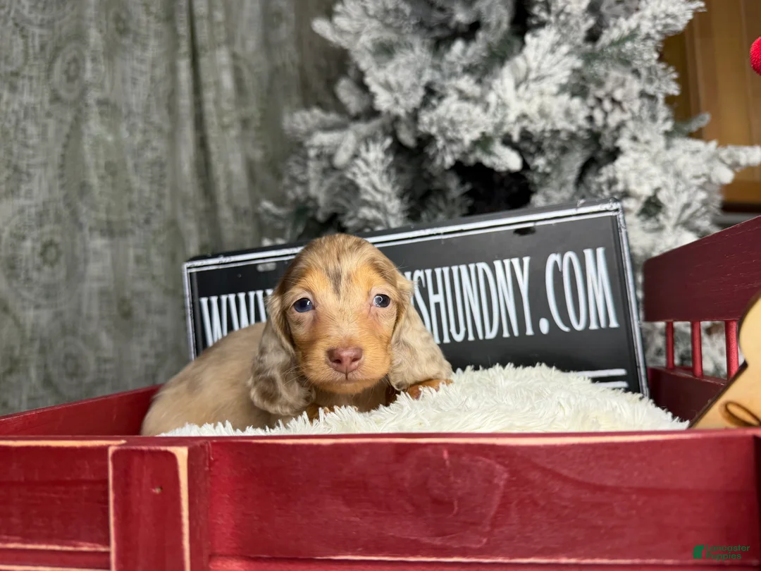 Miniature Dachshund dogs for sale: Bright blue eye - Ad 8