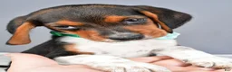 Beagle dogs for sale: Odell - Ad 10
