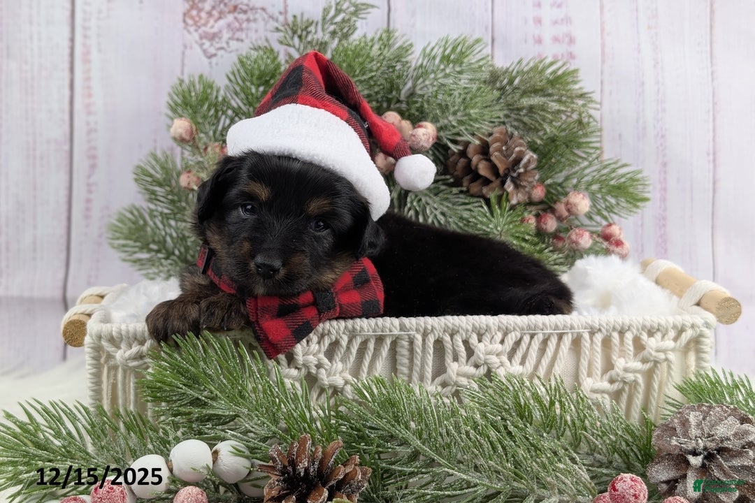 Toy Australian Shepherd dogs for sale: Bronson - Ad 4