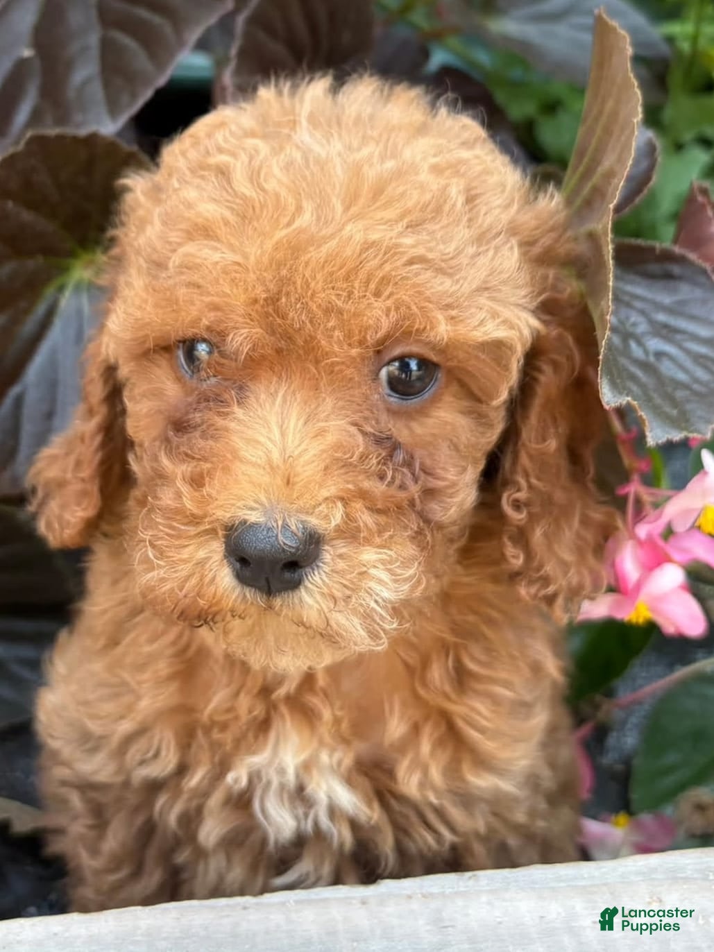 Mini Goldendoodle dogs Louis - Ad 40