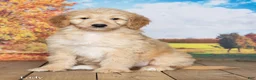 Goldendoodle dogs for sale: Lady - Ad 2