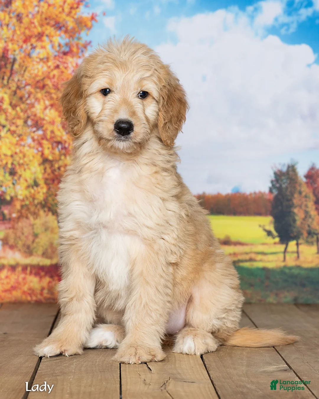Goldendoodle dogs for sale: Lady - Ad 2