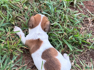 Jack Russell Terrier dogs - Ad 28