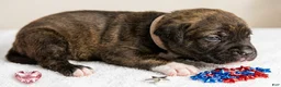Mixed Breed dogs for sale: American Corso Light Pink collar - Ad 5