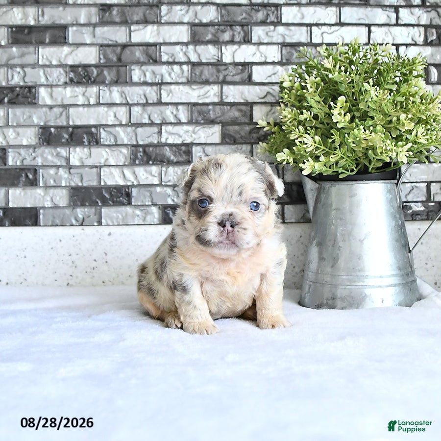 French Bulldog dogs Della - Ad 2