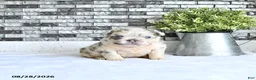 French Bulldog dogs for sale: Della - Ad 2