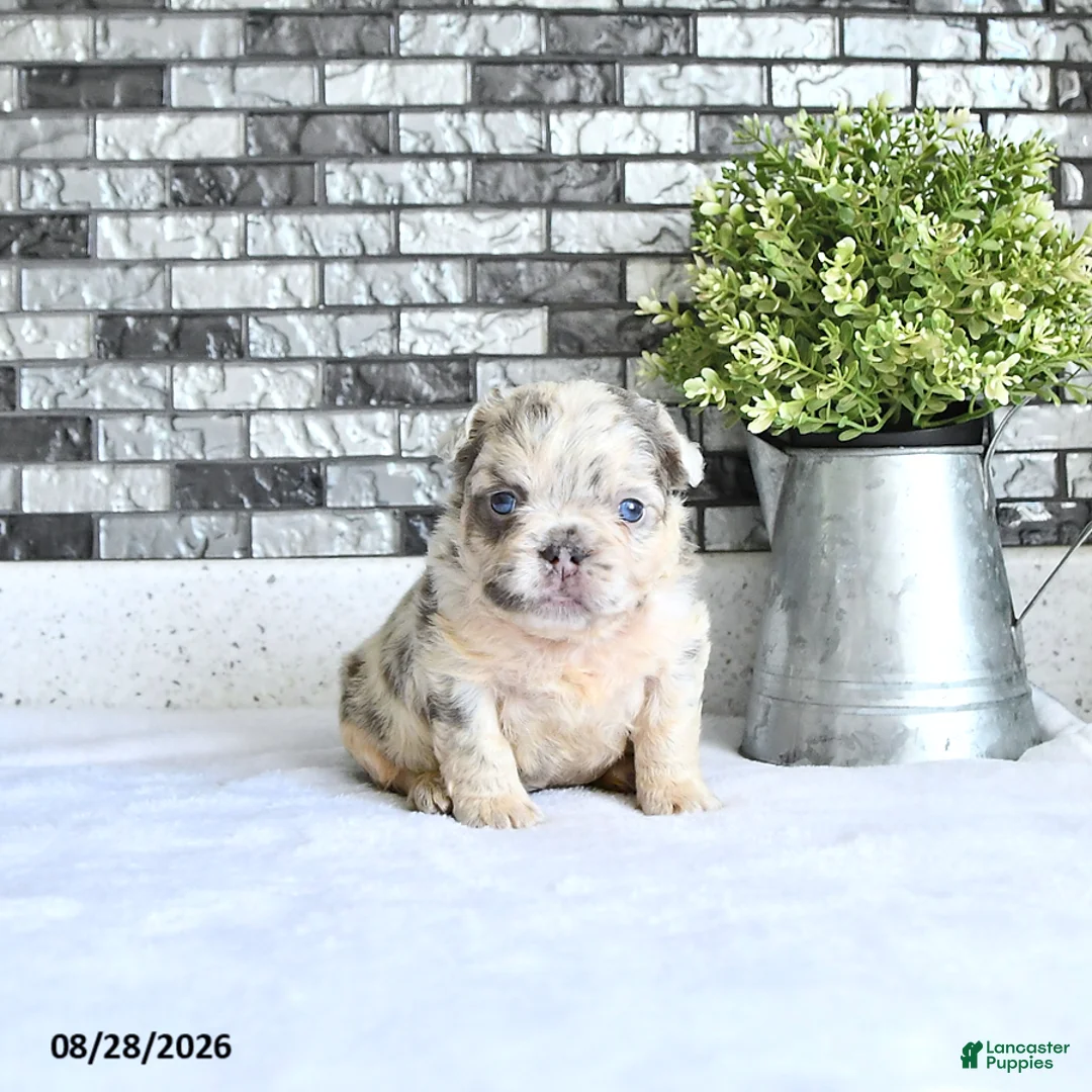 French Bulldog dogs for sale: Della - Ad 2