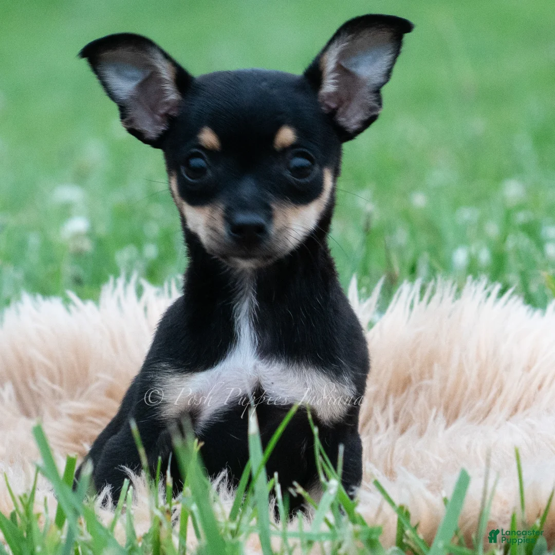 Chihuahua dogs for sale: Peppa - Ad 1