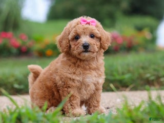 Maltipoo dogs - Ad 11