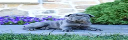 Cane Corso dogs for sale: Buck - Ad 4