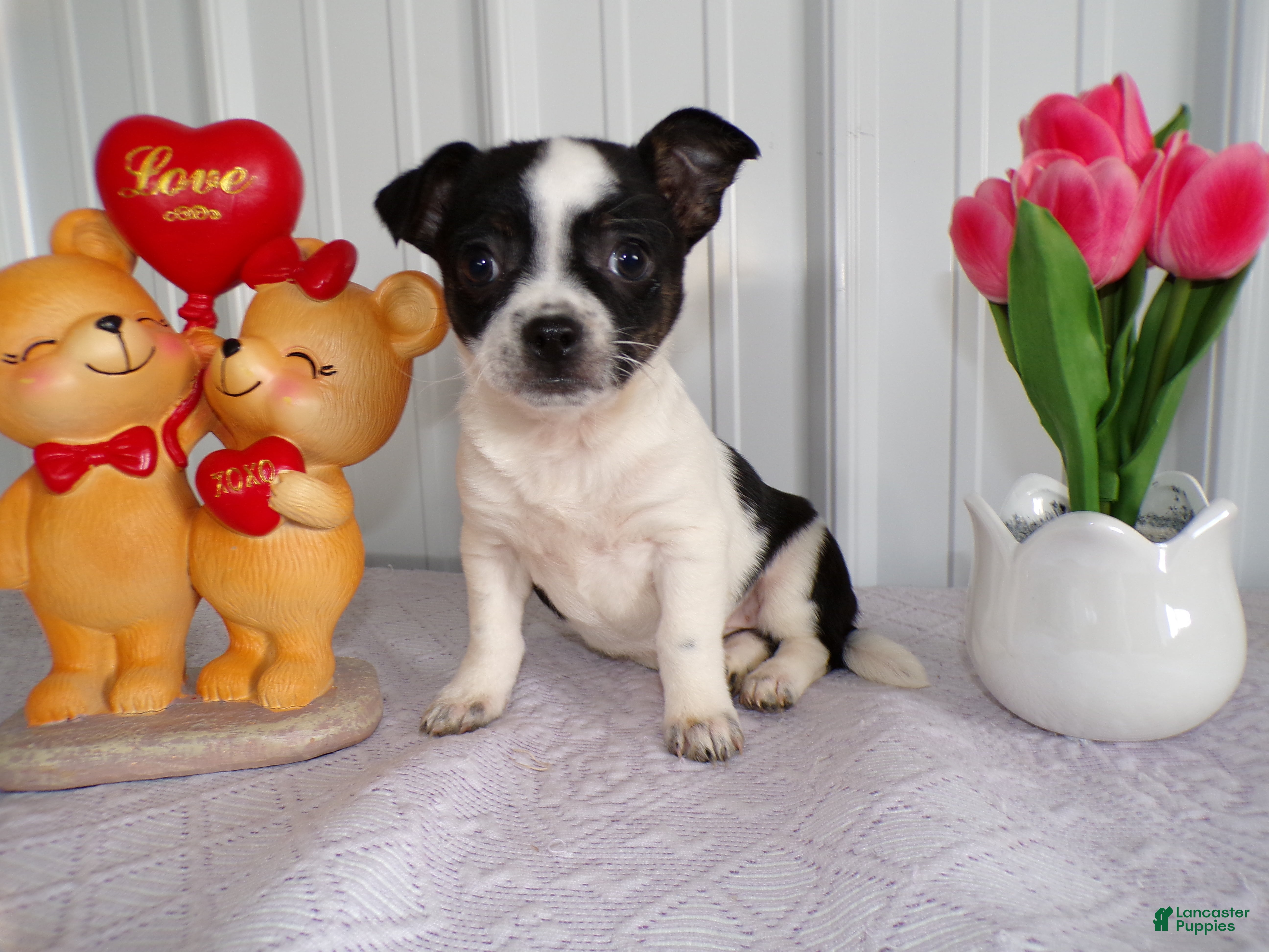 Chihuahua dogs Chihuahua Puppy 3 - Ad 29