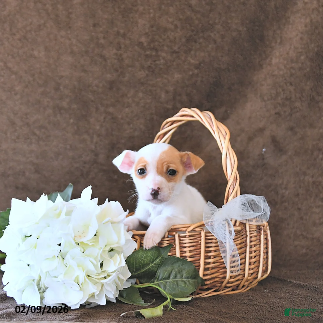 Jack Russell Terrier dogs for sale: Dasha - Ad 3