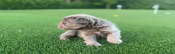 French Bulldog dogs for sale: Nova - Ad 4