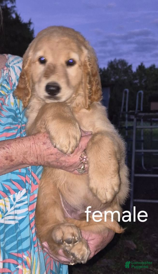 Golden Retriever dogs Girl 2 - Ad 9