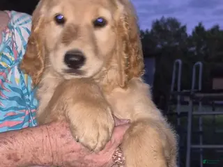 Golden Retriever dogs Girl 2 - Ad 9