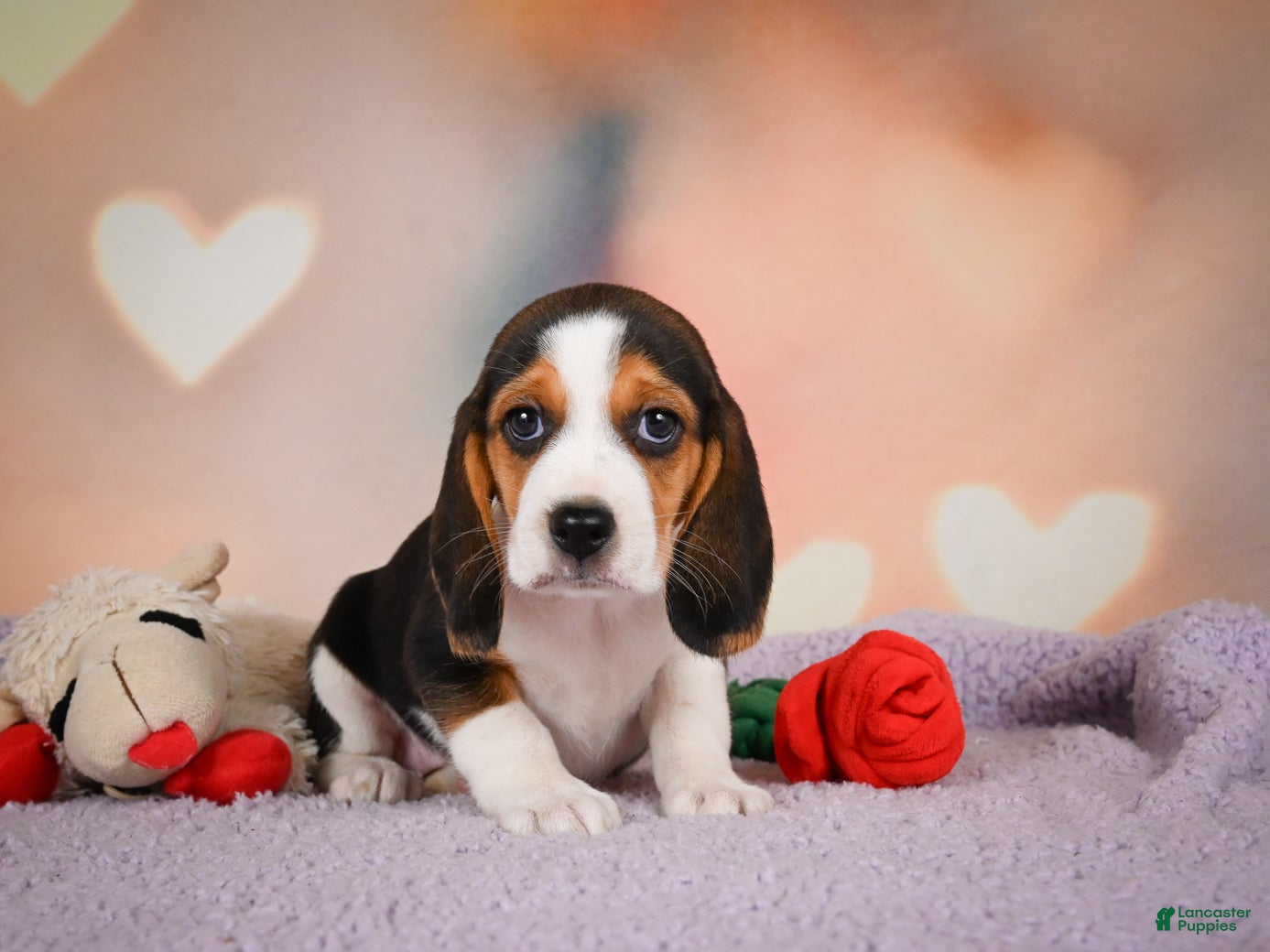 Beagle dogs OAKLY - Ad 2