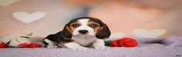 Beagle dogs for sale: OAKLY - Ad 2