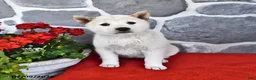 Shiba Inu dogs for sale: Oakley - Ad 3