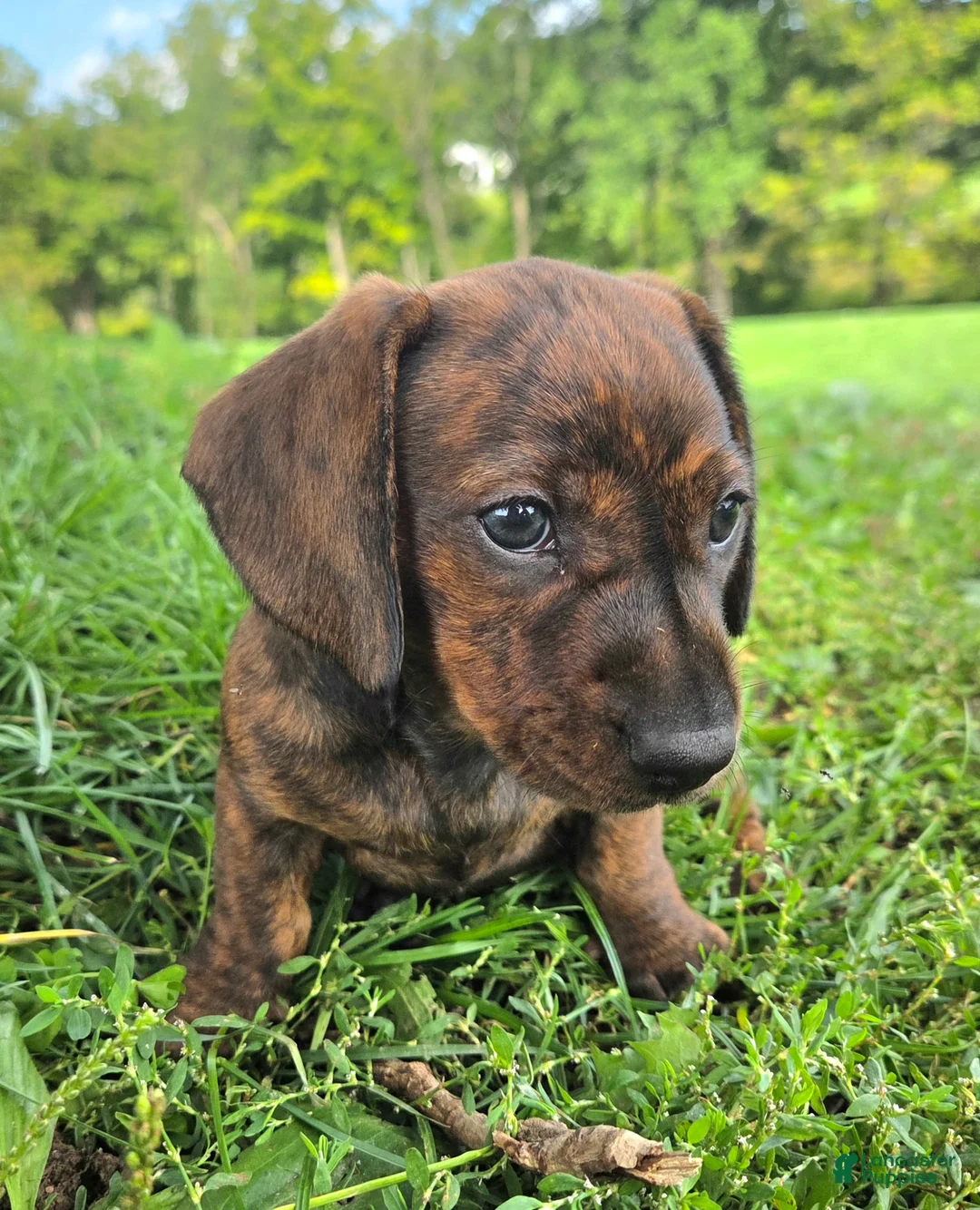 Dachshund dogs for sale: Rondi  - Ad 5