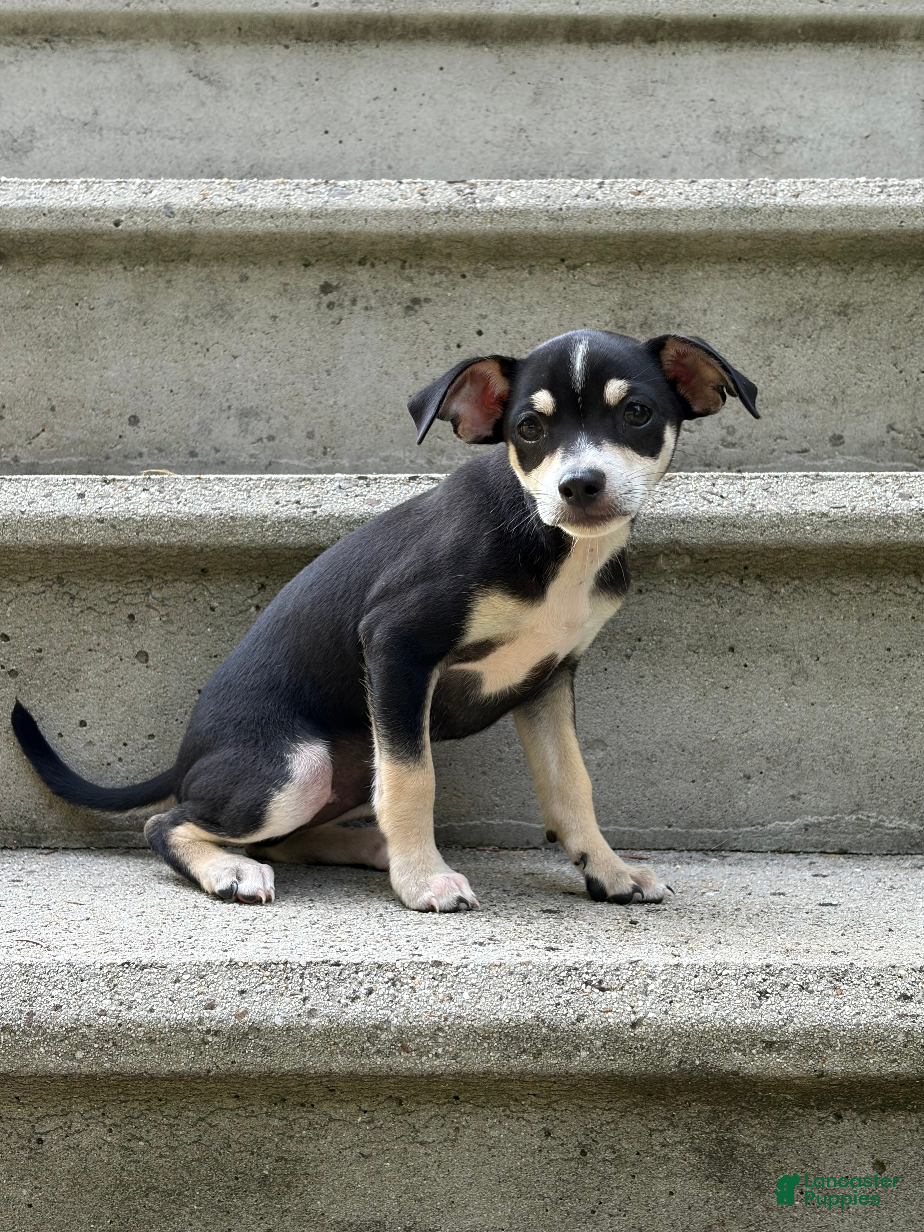 Mixed Breed dogs Bentley - Ad 1
