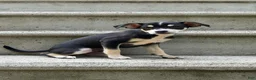 Mixed Breed dogs for sale: Bentley - Ad 1