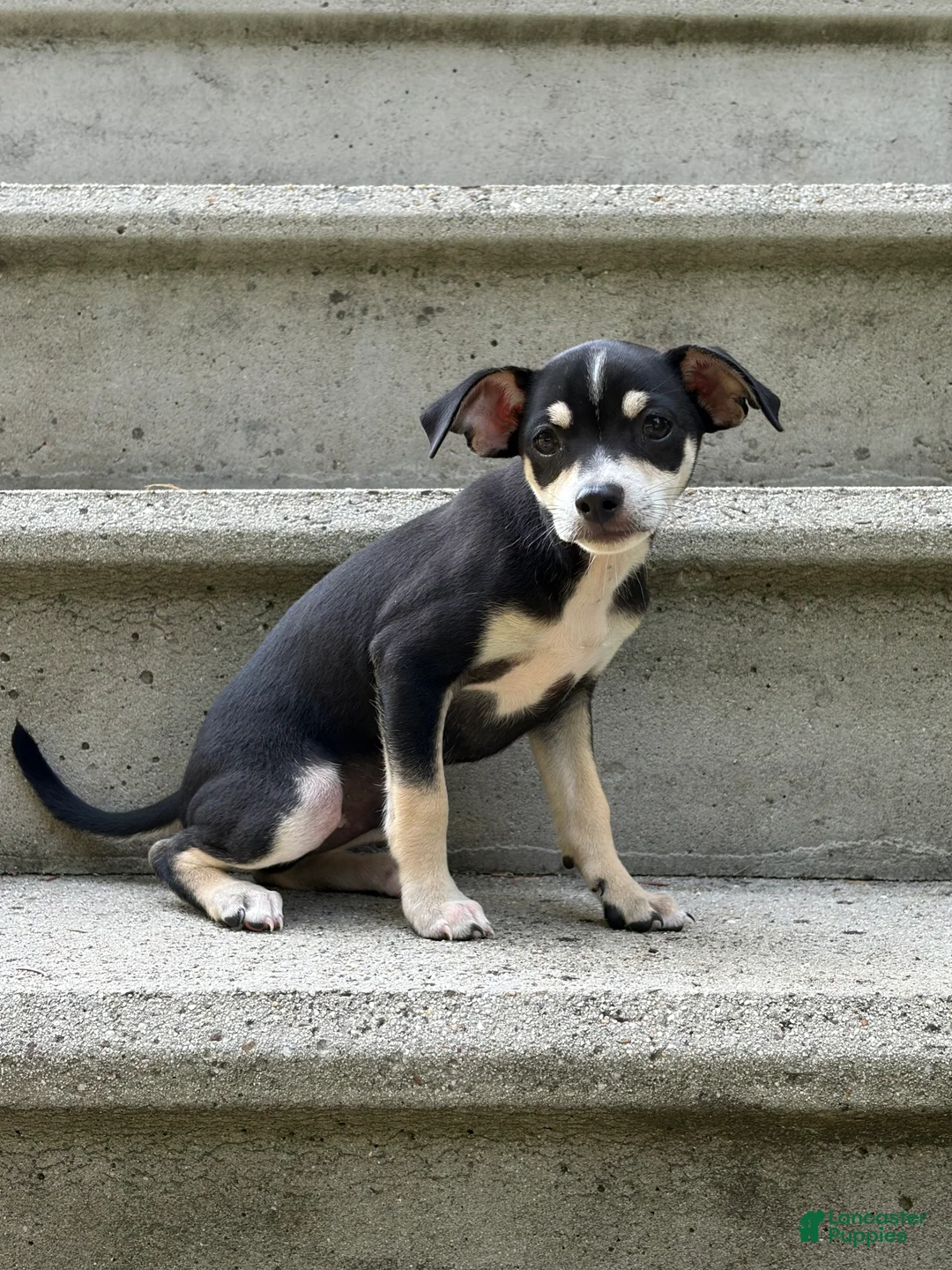 Mixed Breed dogs for sale: Bentley - Ad 1