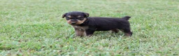 Airedale Terrier dogs for sale: AKC Tootsie  - Ad 5