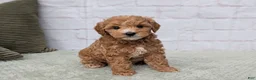 Mini Goldendoodle dogs for sale: Mia - Ad 4