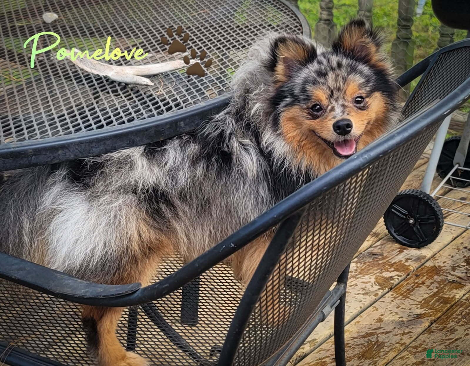 Pomeranian dogs Claus - Ad 41