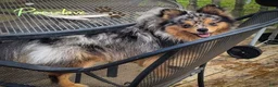 Pomeranian dogs for sale: Claus - Ad 1