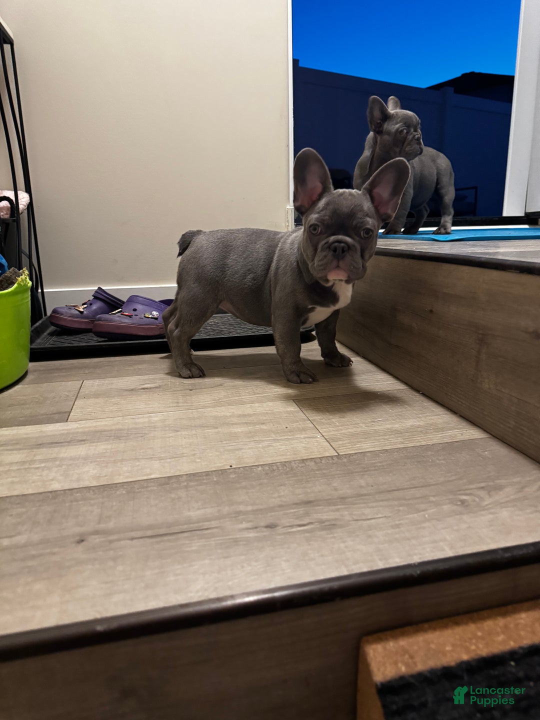 French Bulldog dogs for sale: French Bulldog Puppy 1 - Ad 3