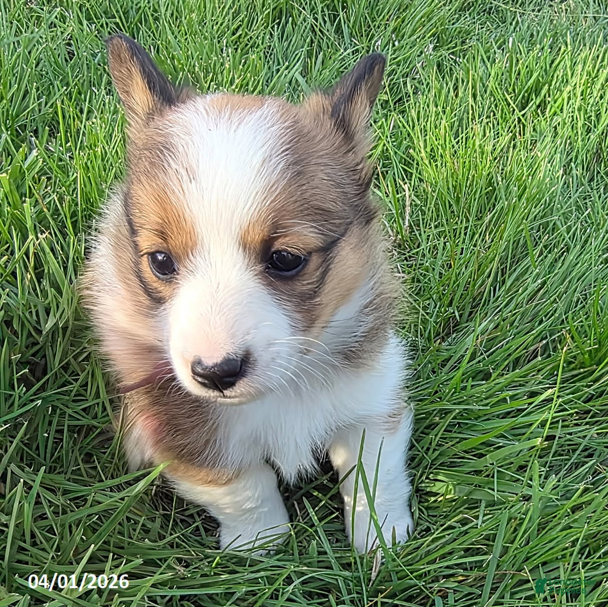 Mixed Breed dogs Violet - Ad 35