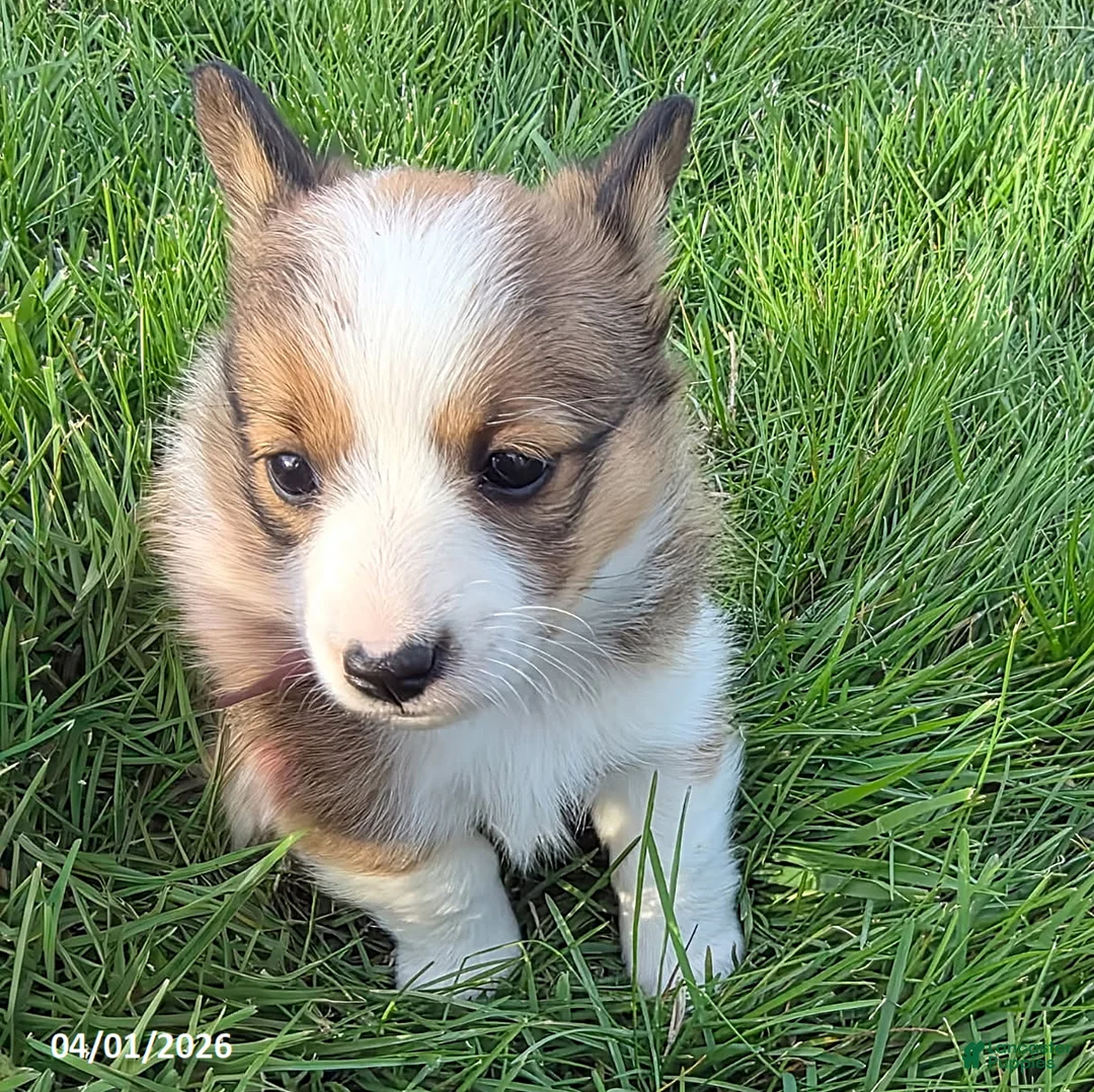 Mixed Breed dogs for sale: Violet - Ad 1