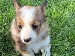 Mixed Breed dogs Violet - Ad 7