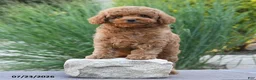 Toy Poodle dogs for sale: Gio - Ad 2